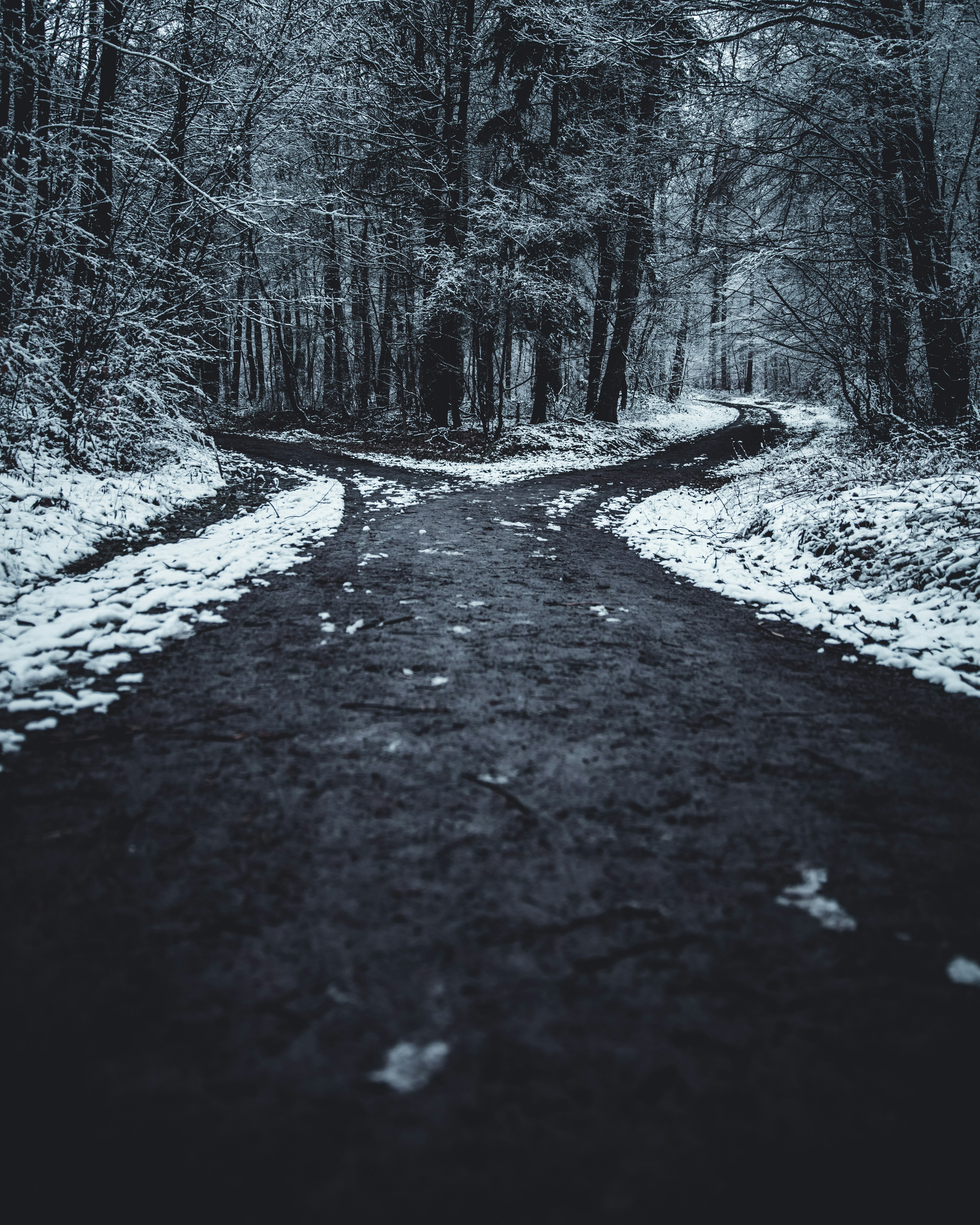 landscape photography of splitted road surrounded with trees